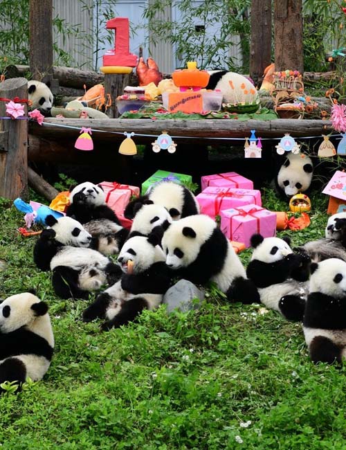 MUSLIM TOUR CHONGQING CHENGDU PANDA VALLEY PROMO 9 HARI