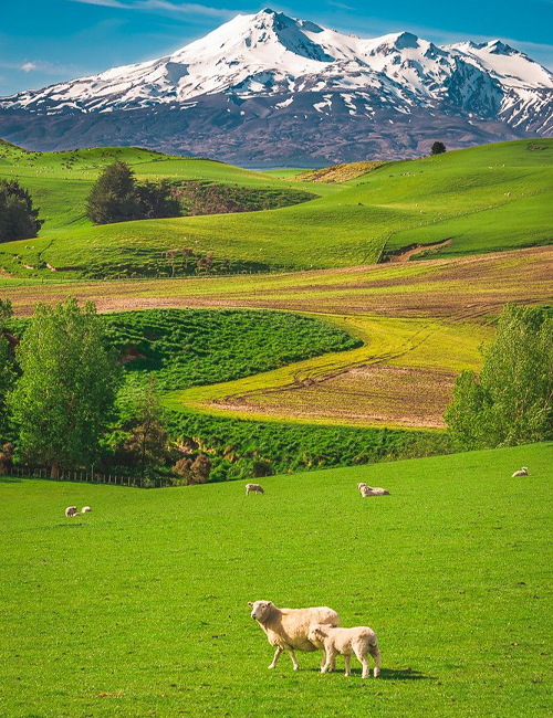 MUSLIM TOUR EXOTIC NEW ZEALAND 7 HARI