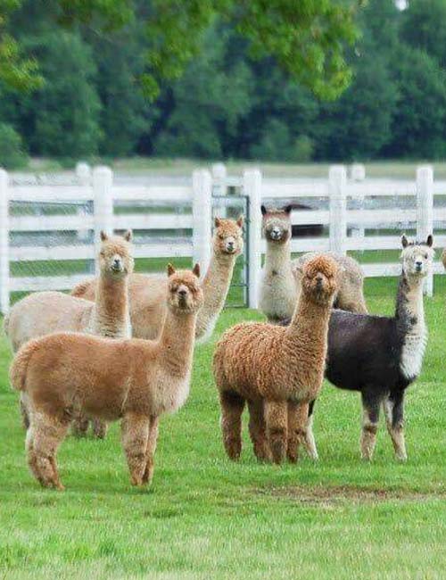 MUSLIM TOUR JAPAN HOKKAIDO HAKODATE ALPACA WITH TOMITA FARM 8 HARI