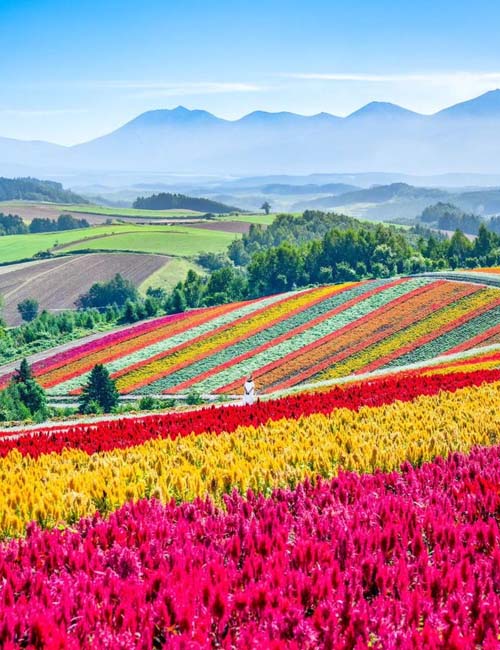 MUSLIM TOUR JAPAN HOKKAIDO HAKODATE ALPACA WITH TOMITA FARM 8 HARI