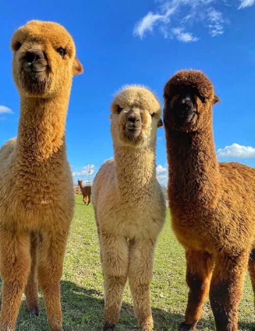 MUSLIM TOUR JAPAN HOKKAIDO HAKODATE ALPACA WITH TOMITA FARM 8 HARI